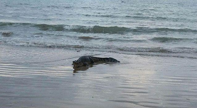 Crocodile sightings close Cairns beaches