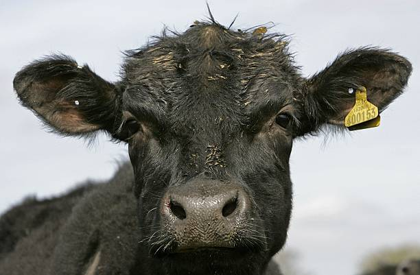 Beef production expected to rise in the next few years