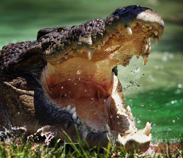 Zero tolerance for crocs concept behind new bill introduced to parliment