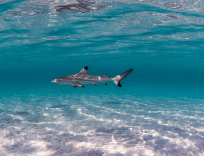 No info available on shark species involved in Curtis Island attack 