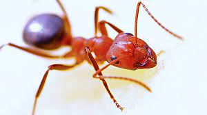 Experts give South West update on fire ants