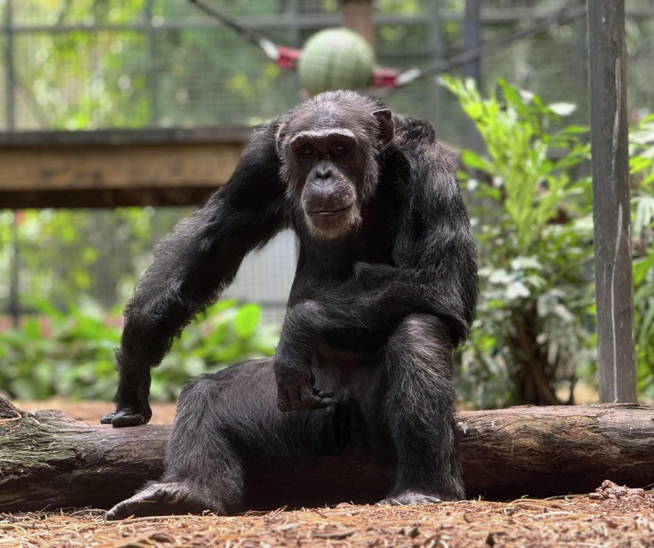 Removal of a problematic chimpanzee from Rockhampton Zoo delayed