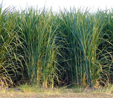 Cane growers are taking strike action today over calls for better pay
