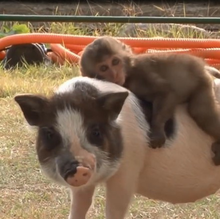 Hamish wants to own a Monkey Pig...