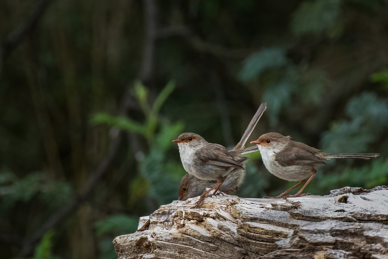 Annual Bird Count now underway