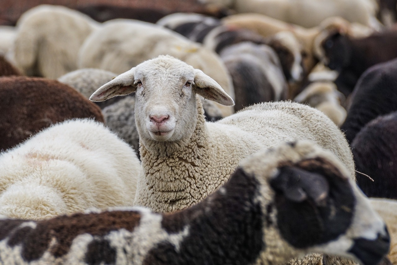 Senate shuts down proposed inquiry into Live Sheep Export Ban