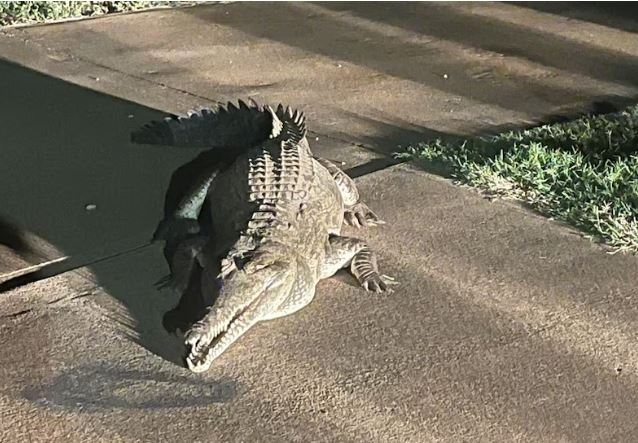 Visitors prepare to run as crocodile tries to escape a Broome croc park