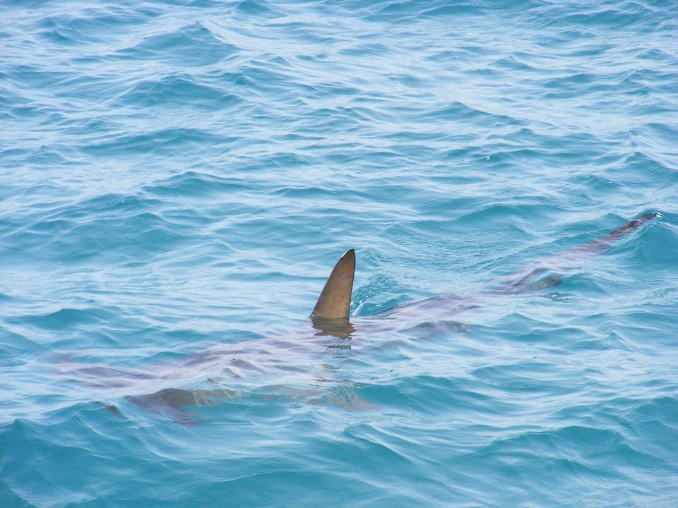 Shark involved in Monday's attack near Coral Bay identified