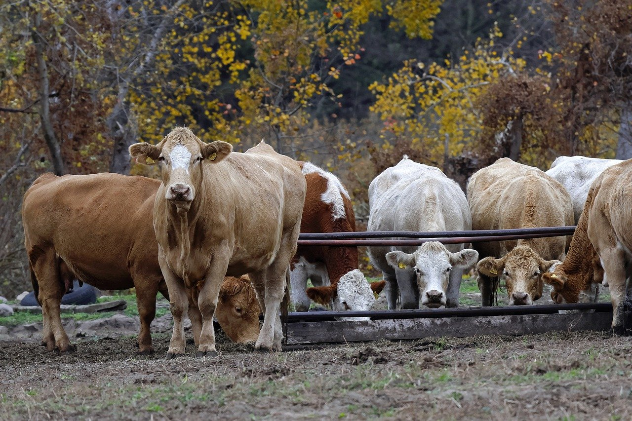 Saleyard Survey shows national livestock boom