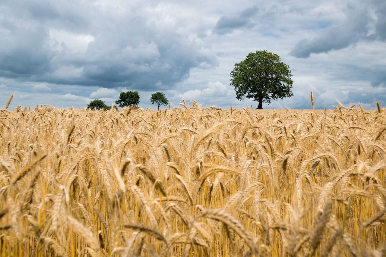 Increased rainfall brings welcome relief to local grain growers