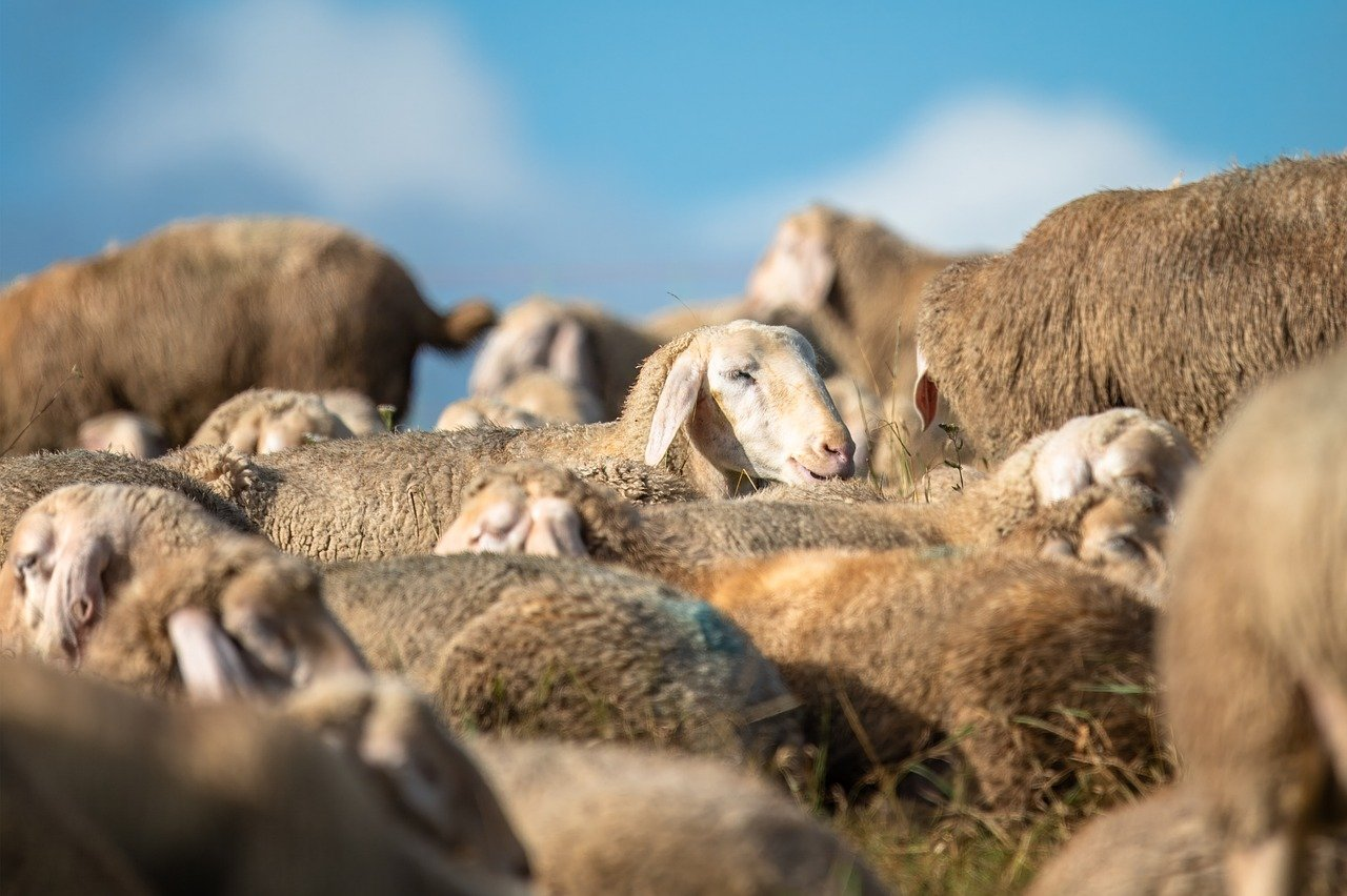 WA Minister for Agriculture writes to the Federal Government on live sheep export end