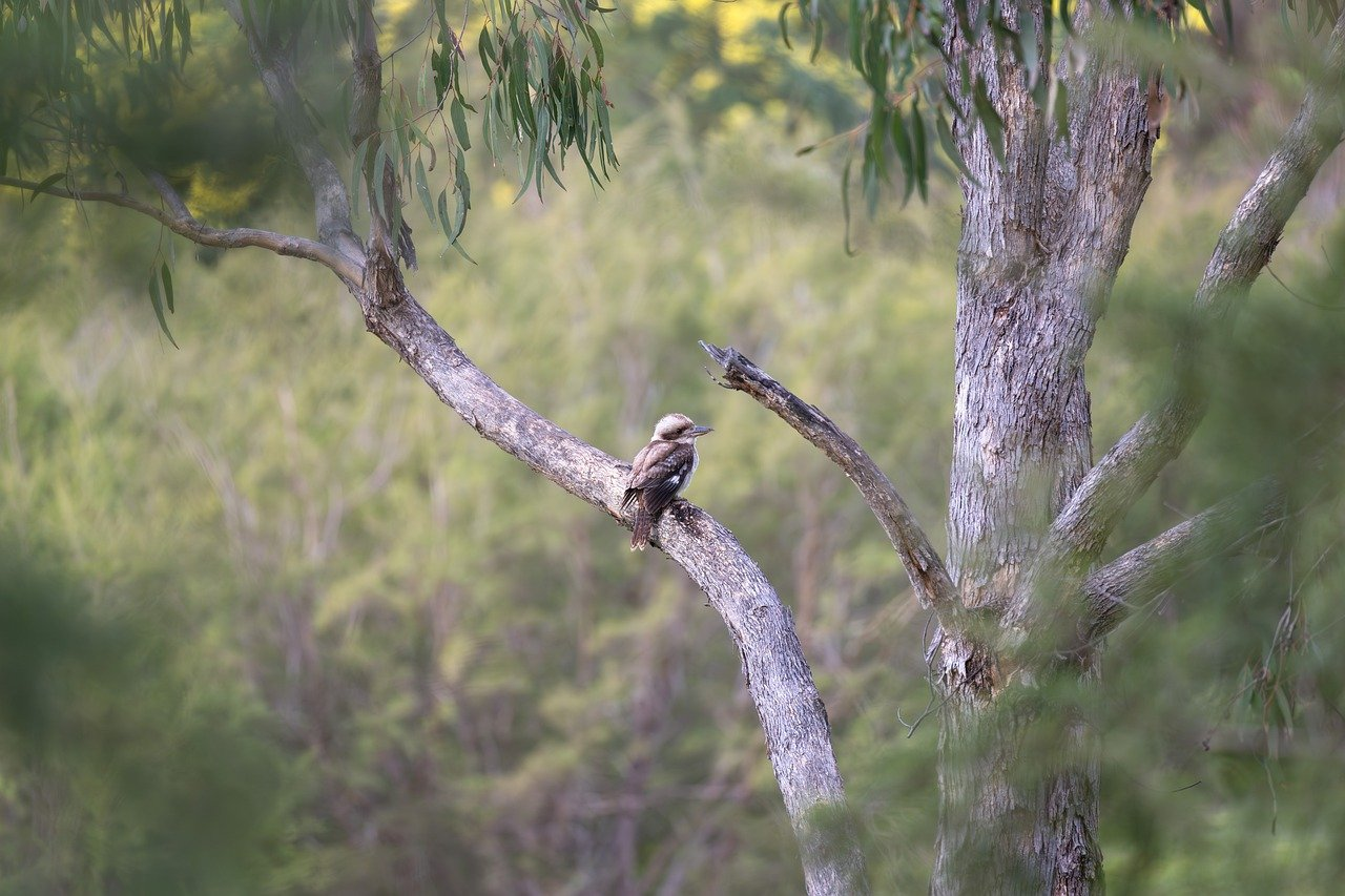 Calls for stronger nature laws across WA