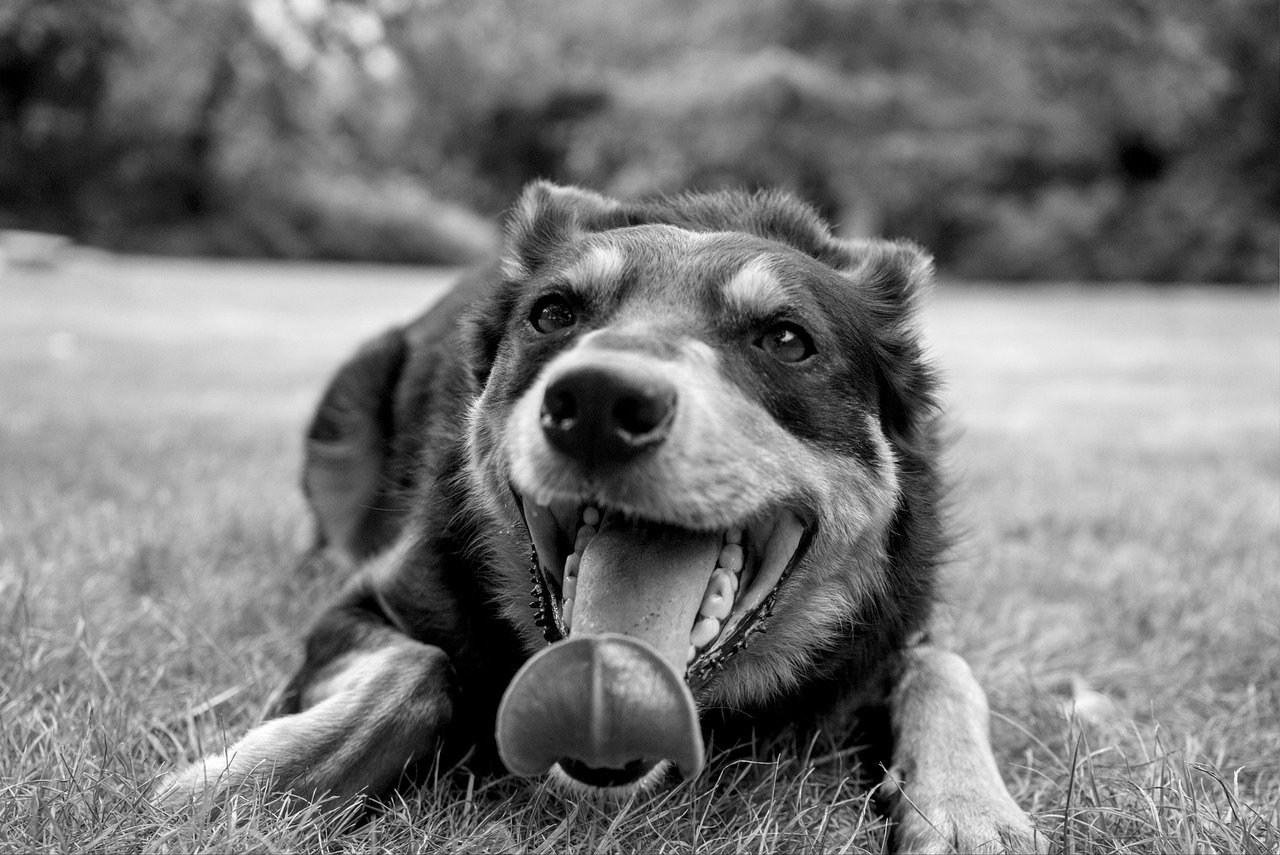 South West dog the sole WA finalist in Cobber Challenge