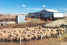 More funding could be on the way for farmers impacted by the live sheep export ban