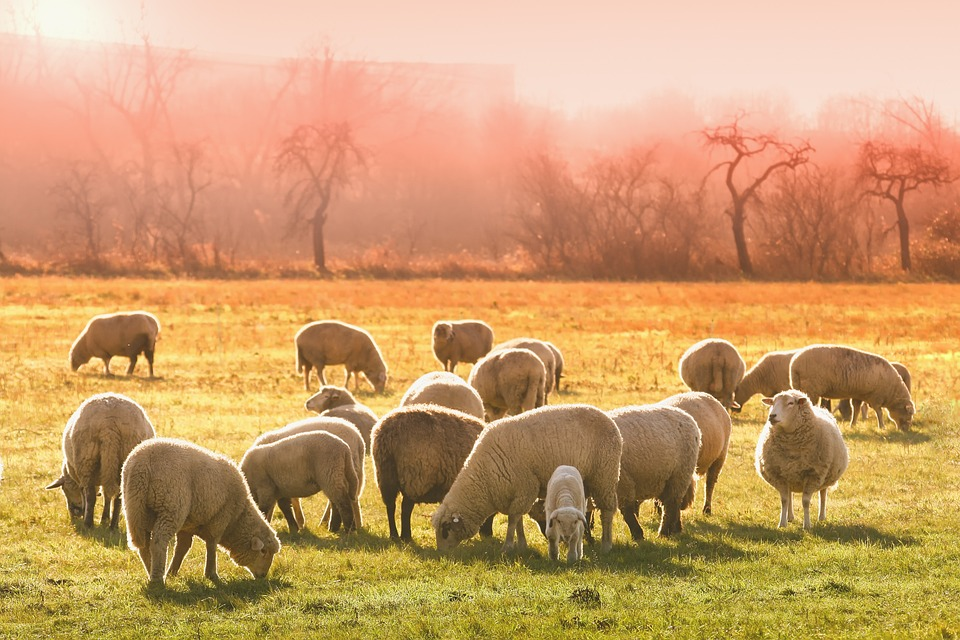 Farmers urged to look out for fly strike