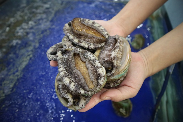 Abalone season to kick off this weekend