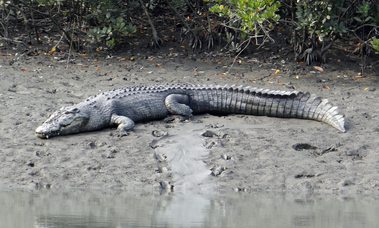 A third saltwater crocodile sighting in just three days closes Broome beaches