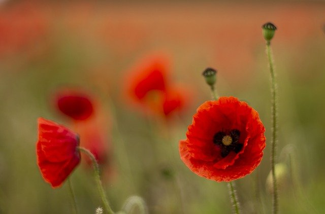 Communities across the state to pause for Remembrance Day