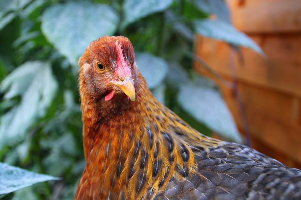 Low-risk bird flu case detected on South West farm