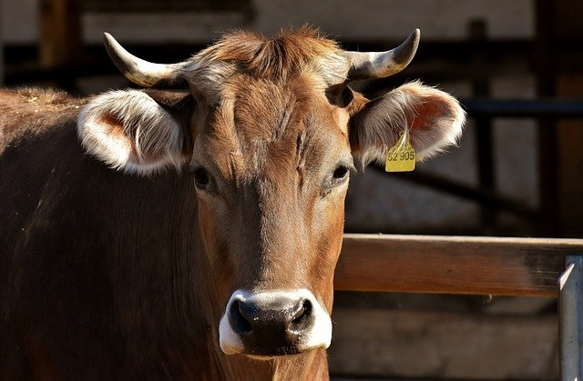 Australian dairy production on track