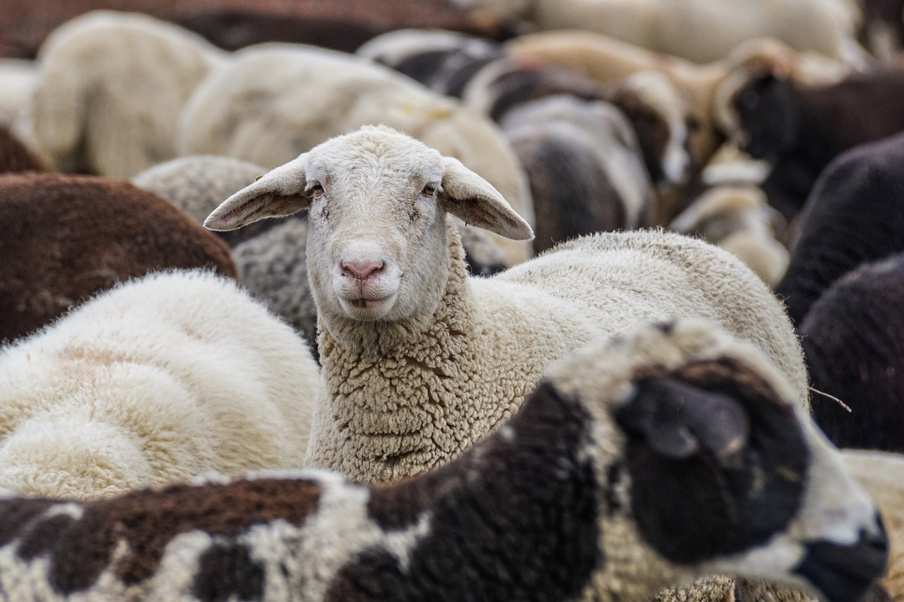 A new look resource for Sheep farmers