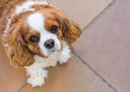 Pet owners reminded not to leave dogs in the sun as temperatures surge