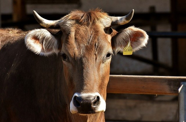 Global demand for Aussie beef surges