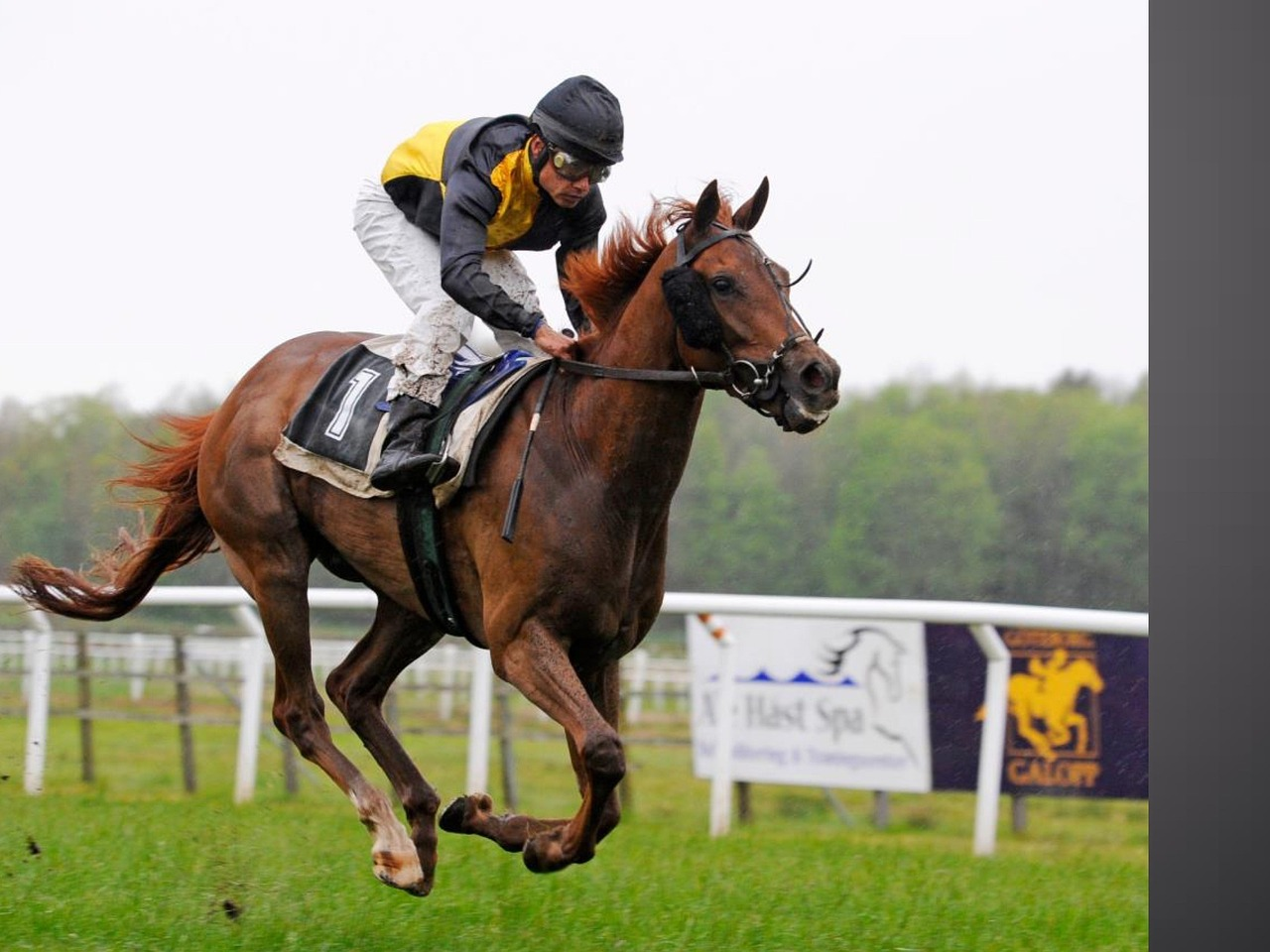 Goldfields buzzing as Kalgoorlie Cup approaches