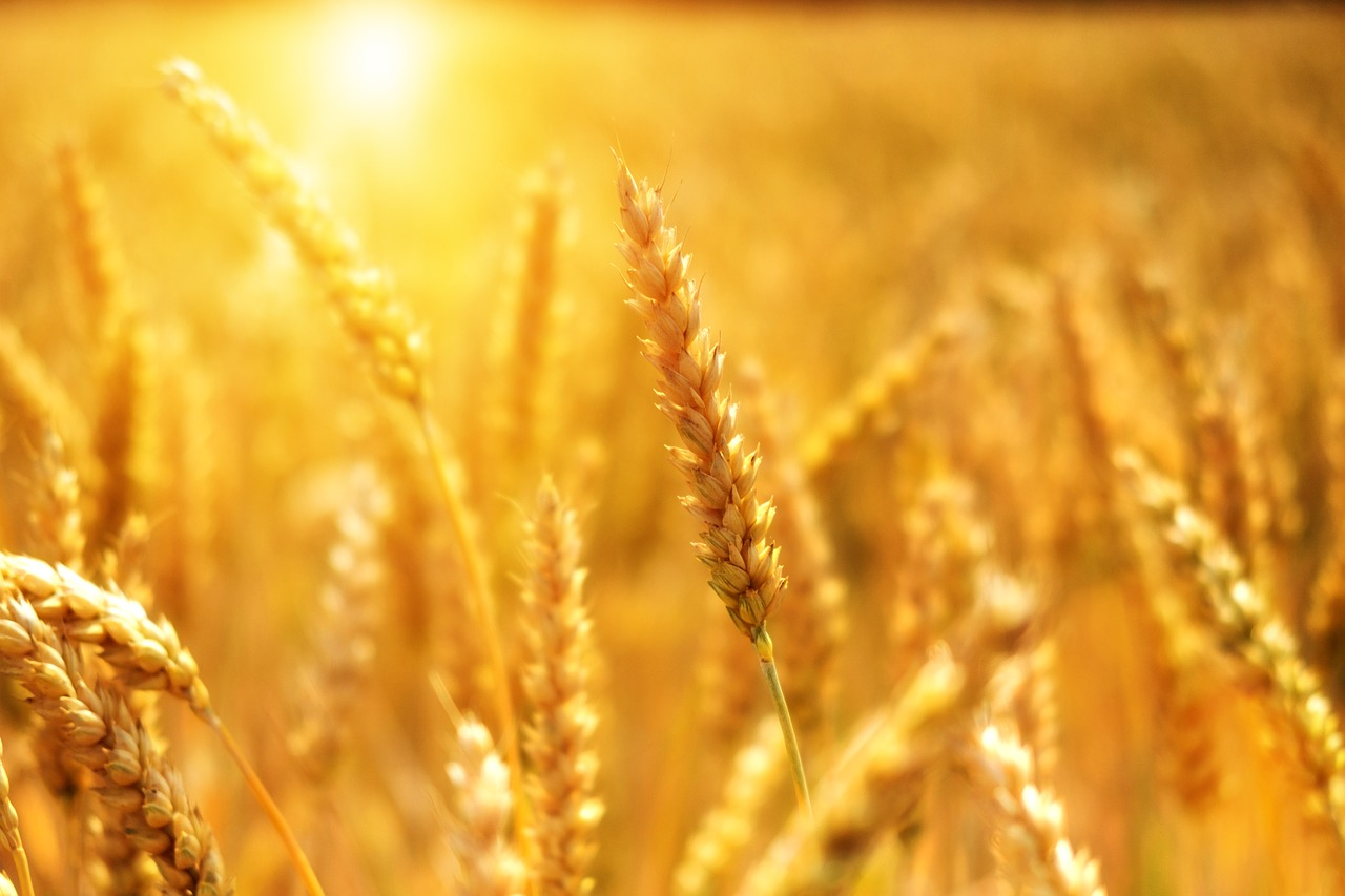 New wheat varieties added to master list