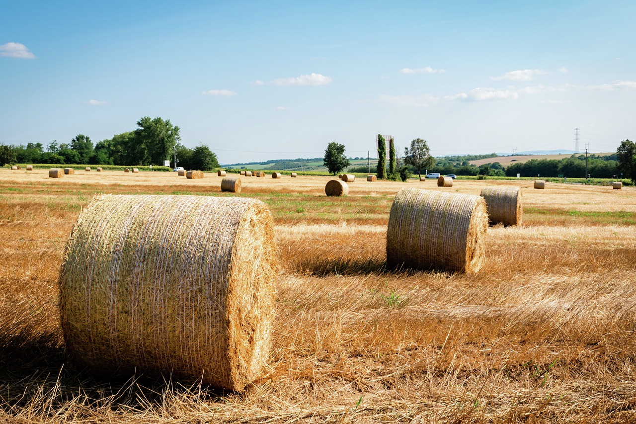 Farmers across WA shine a light on industry challenges amid dry season woes