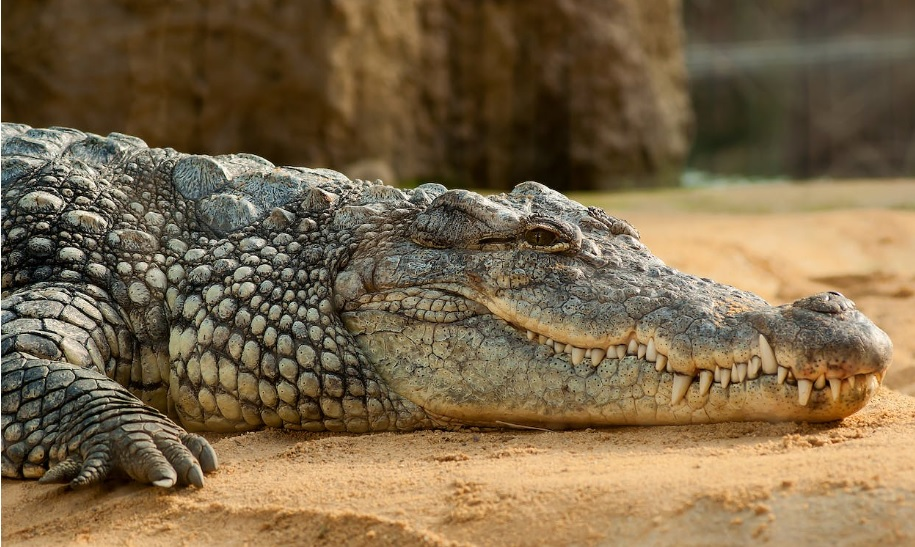 Crocodile sighting in the Exmouth Marina