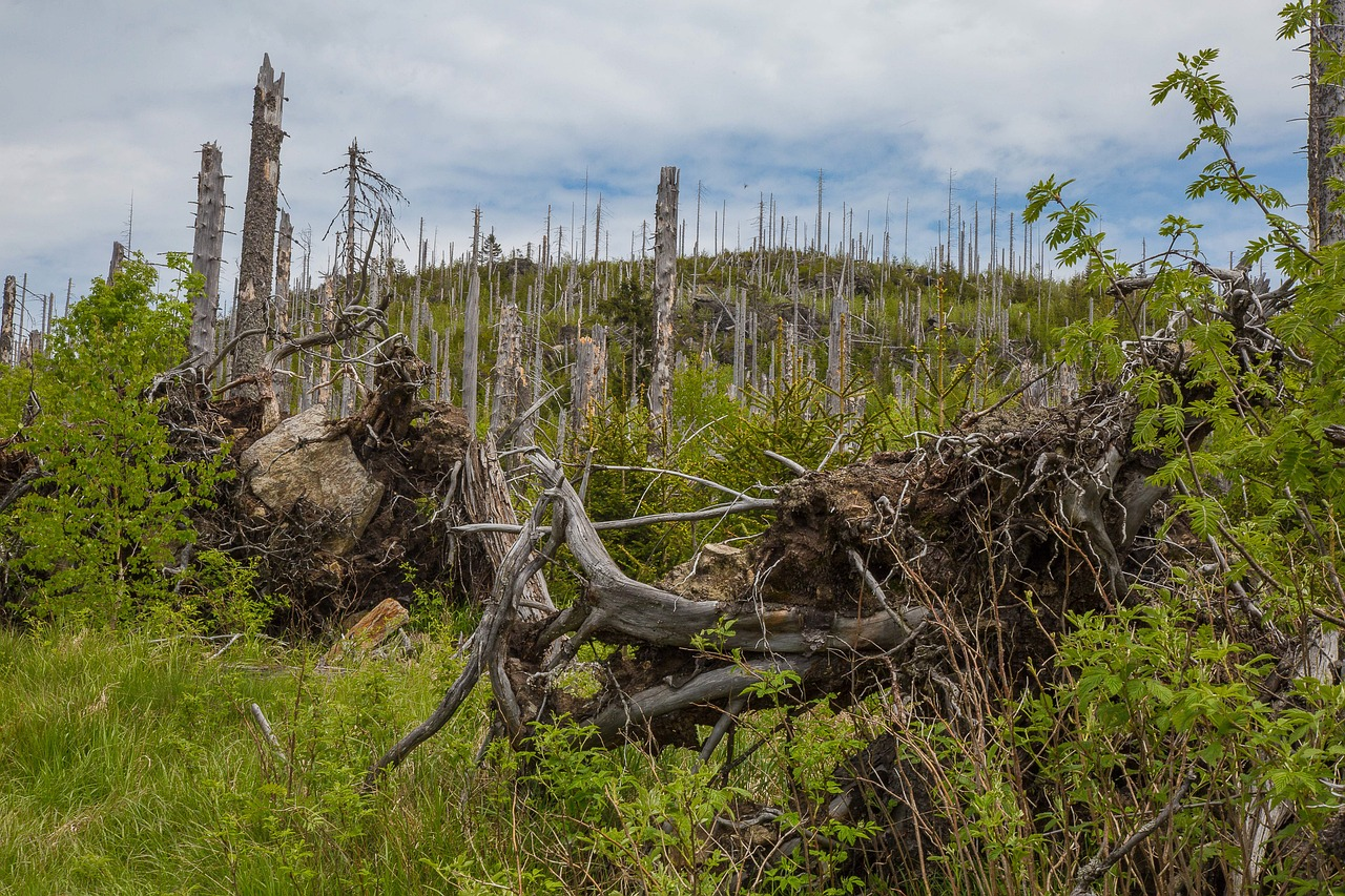 WA steps up fight against dieback