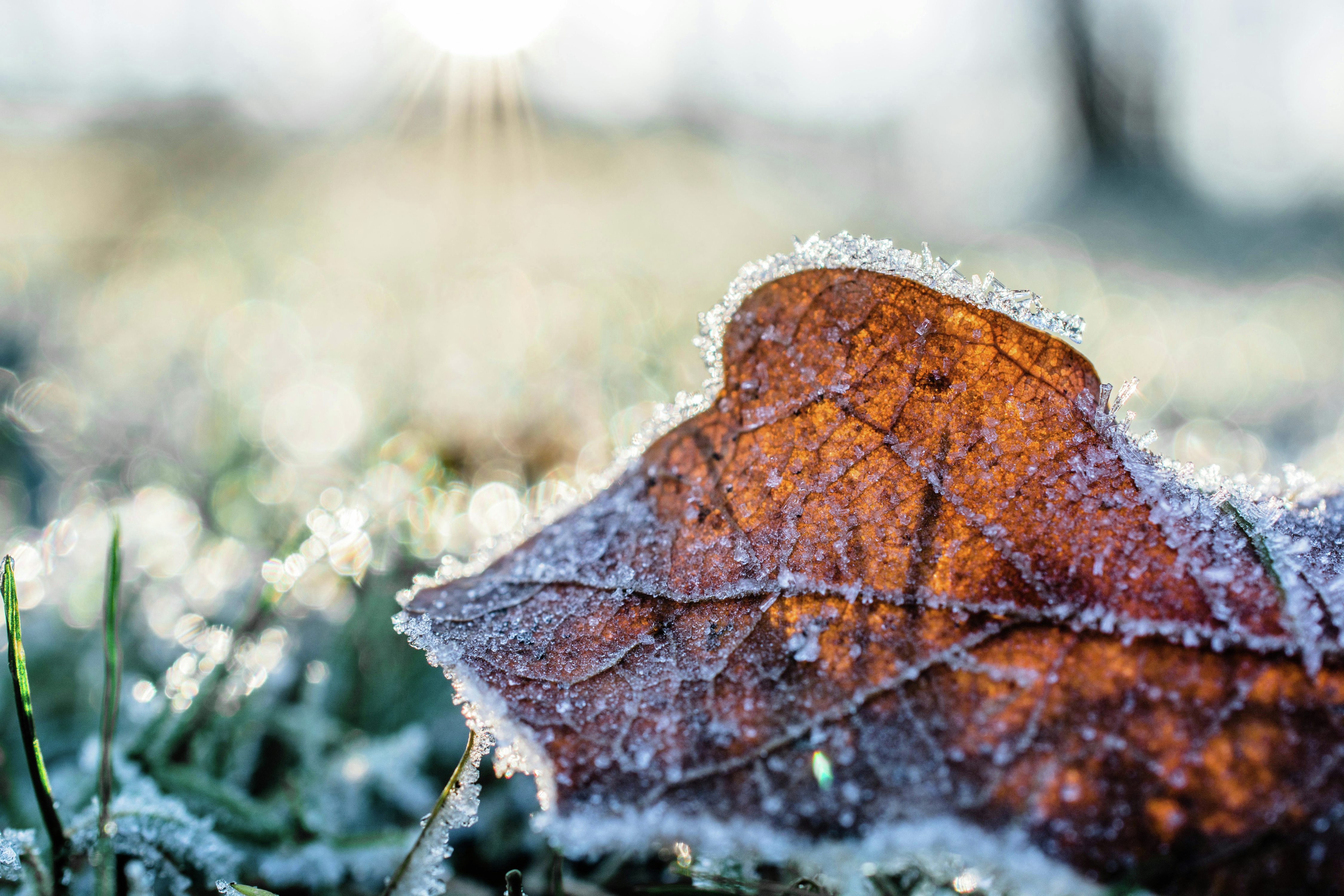 Frosty mornings set to ease as rain moves in across the state