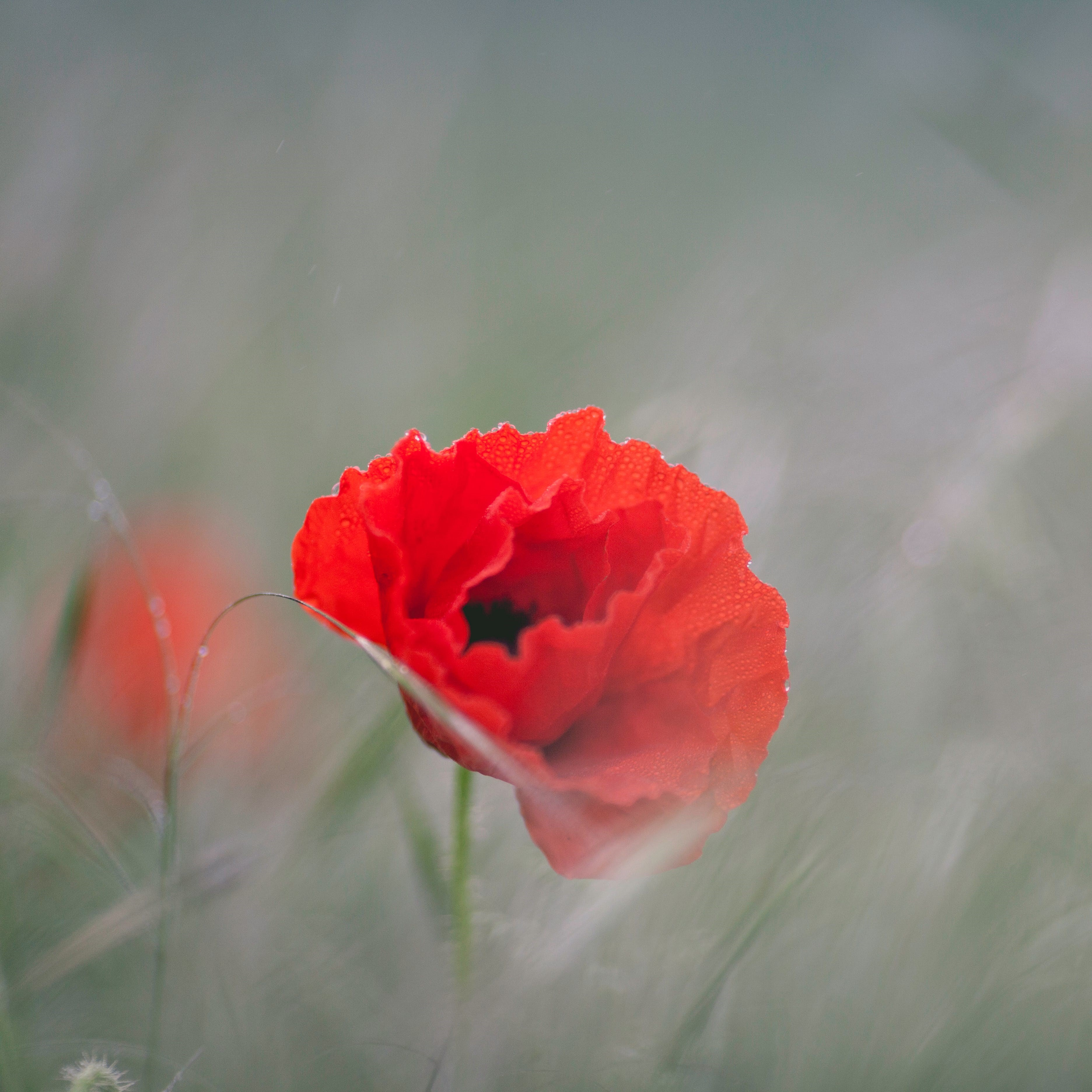 Remembrance Day being acknowledged today