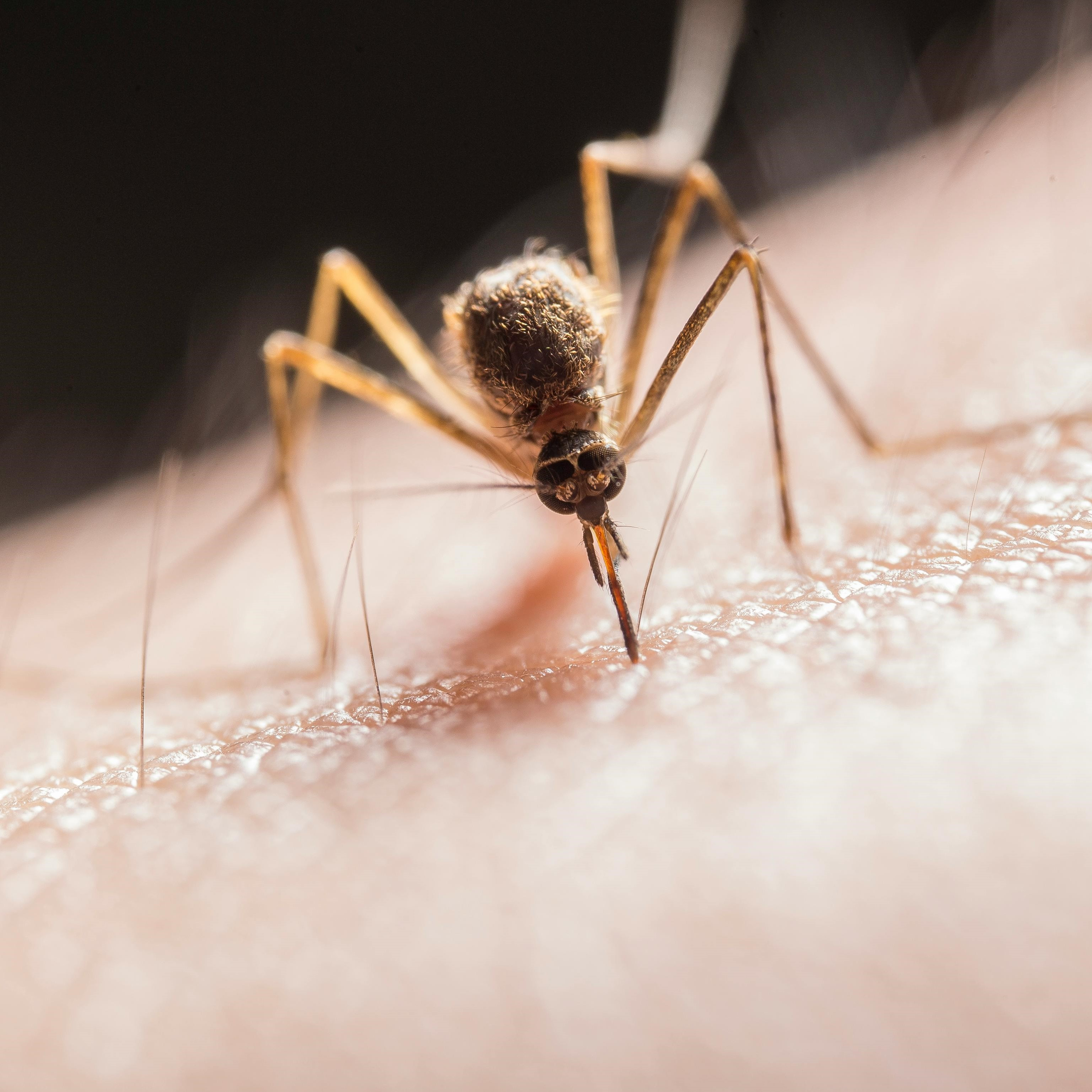 Warning issued for Japanese Encephalitis in Victoria