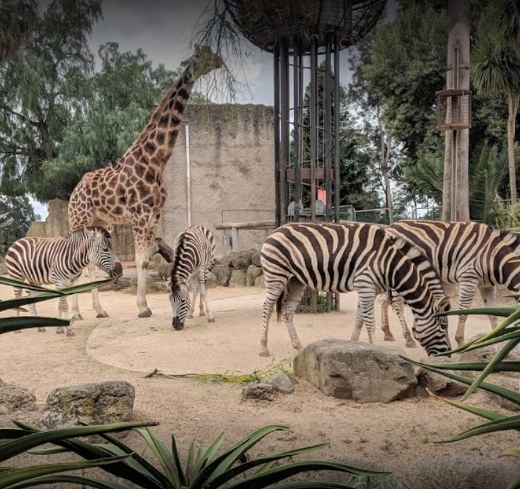 Victoria's zoos are open again and booked out