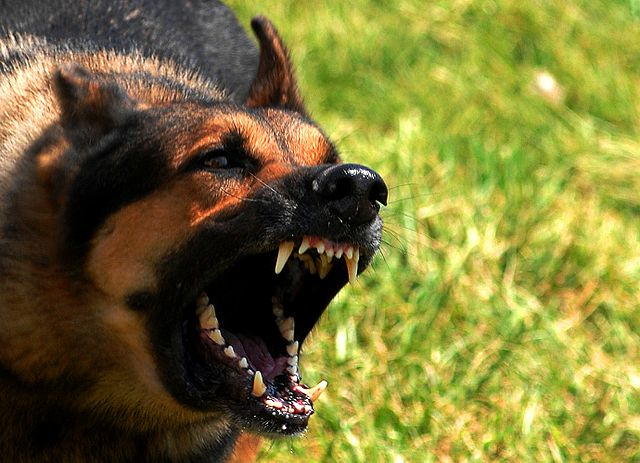 These Are The Worst Mackay Suburbs for Bad Behaved Dogs!
