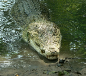 Human remains found inside crocodile during search for missing man; And another chance for Gold as surfer Jack Robinson progresses