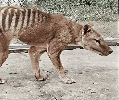 Remains of the last Tasmanian tiger found after decades-long mystery