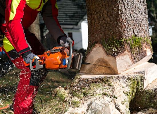 #MsiziOn947 - Prank cutting down a tree again