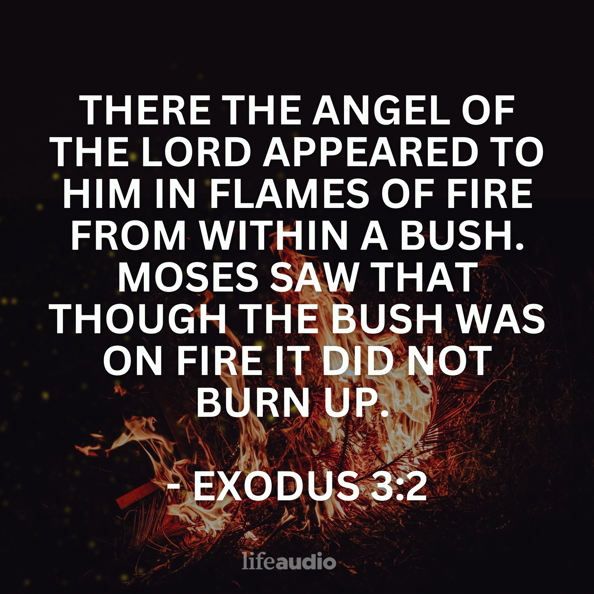 Where Are Bushes Burning in Your Life? (Exodus 3:2)