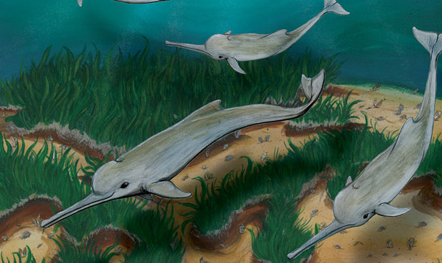 New species of dolphin has ancient roots in the Pacific Northwest