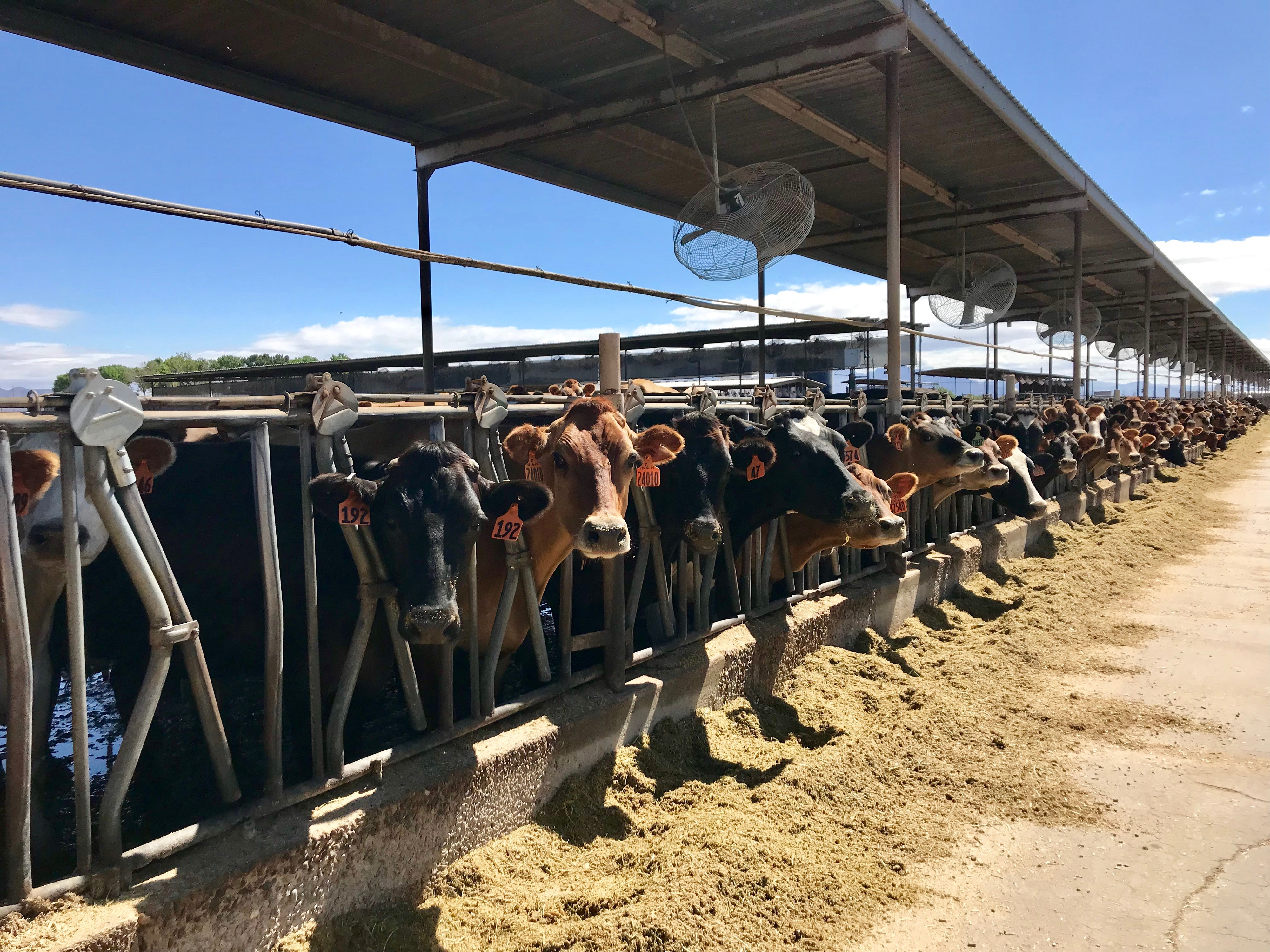 Fewer farms in Arizona