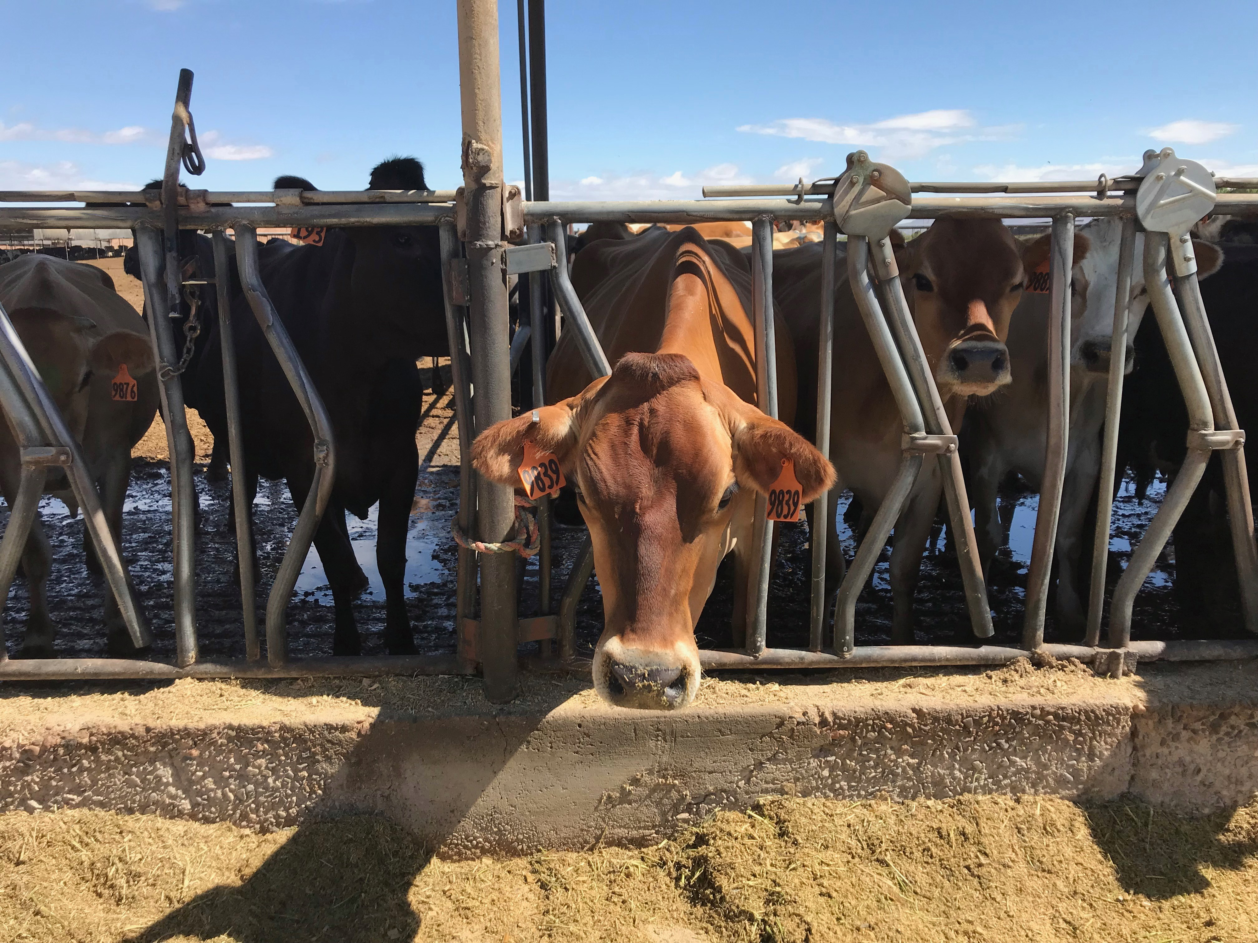 Dairy farming growing in Maricopa County