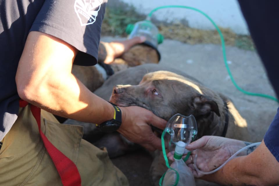 Valley based nonprofit helps firefighters save animals during fires