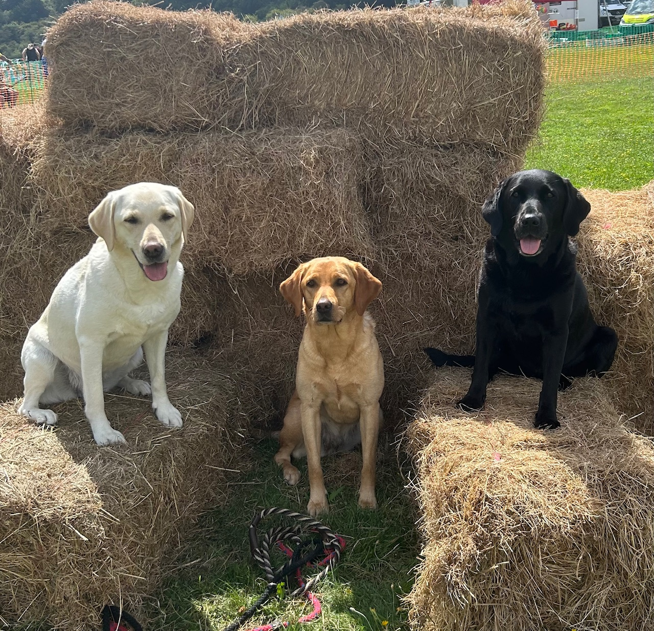 Echo,  Delta and Polar the gun dog trio 