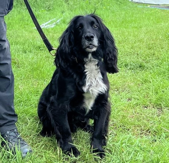 Rambo, the forensic police dog