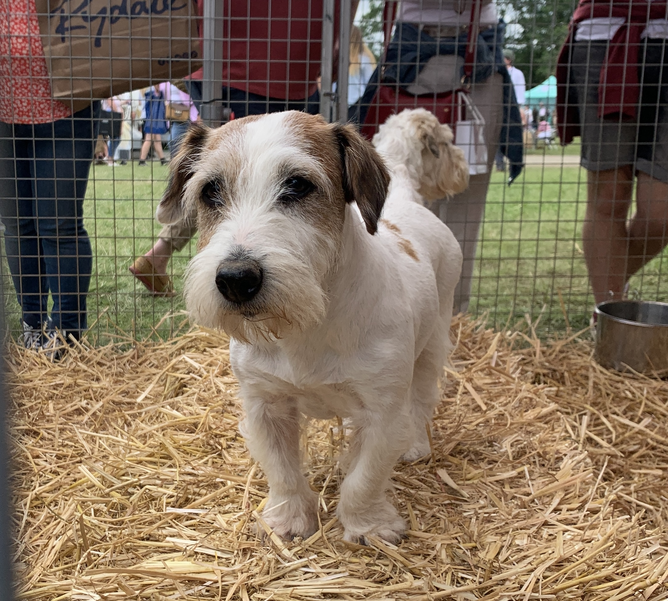 The Sealyham terriers that specialise in vermin control