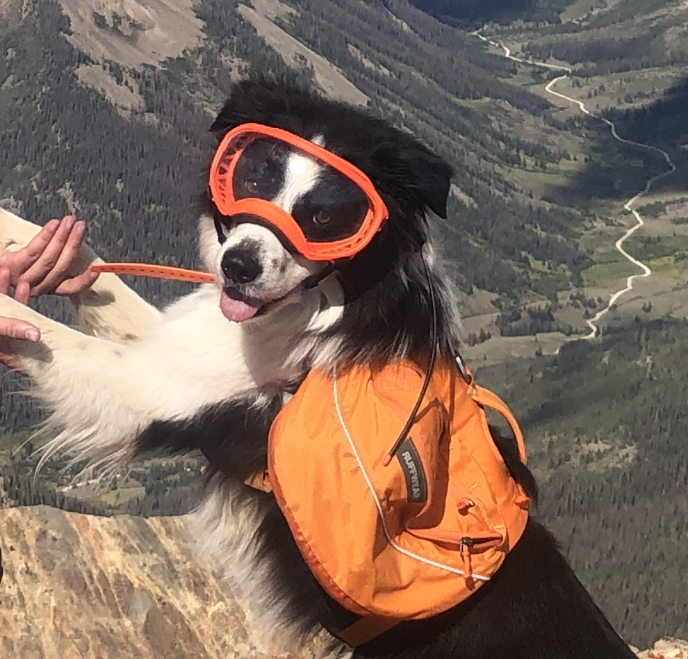 Barley the conservation  detection dog and his work in the U.S. and Latin America