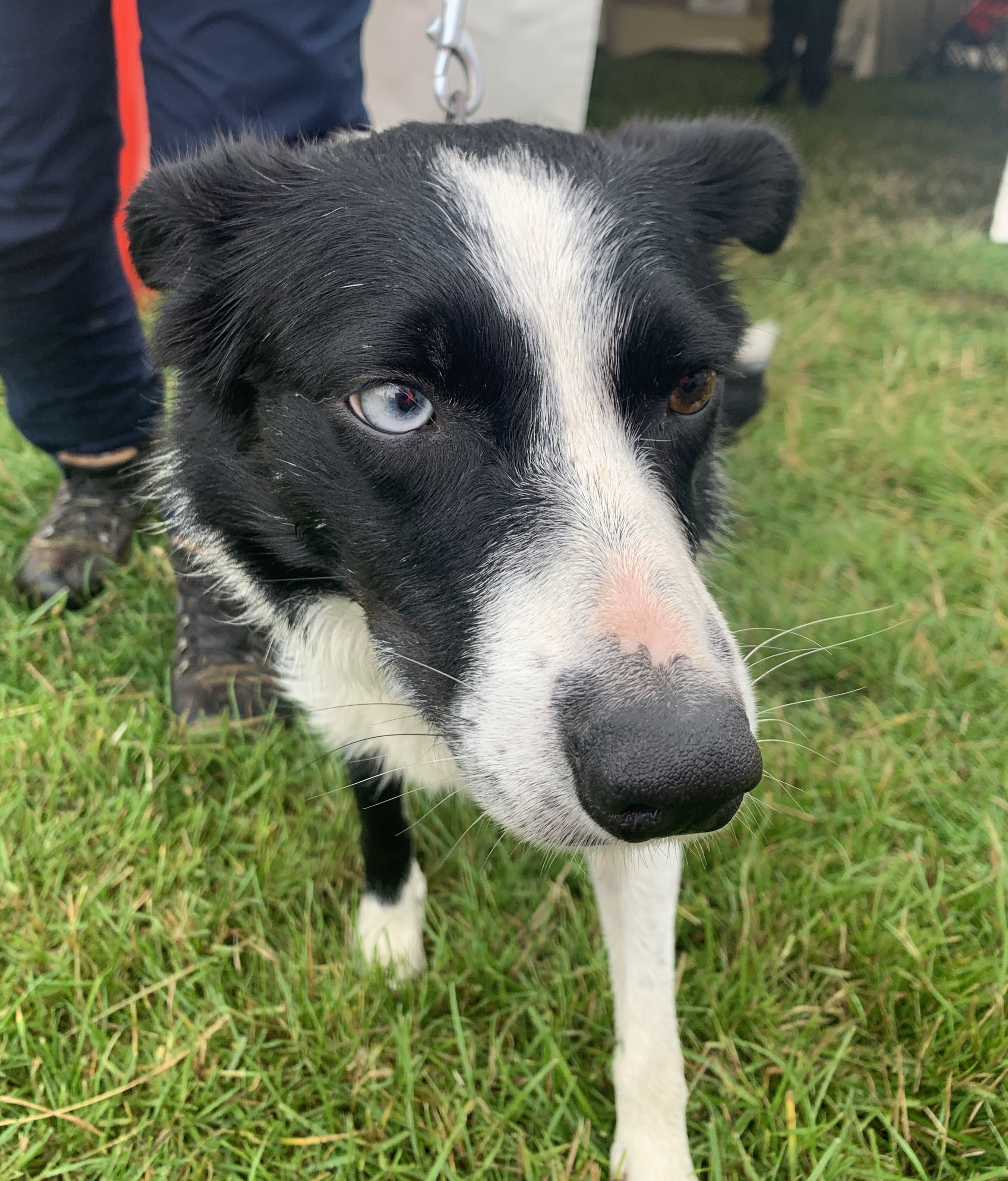 Diva the sheepdog at the English National Sheepdog Trials 2023